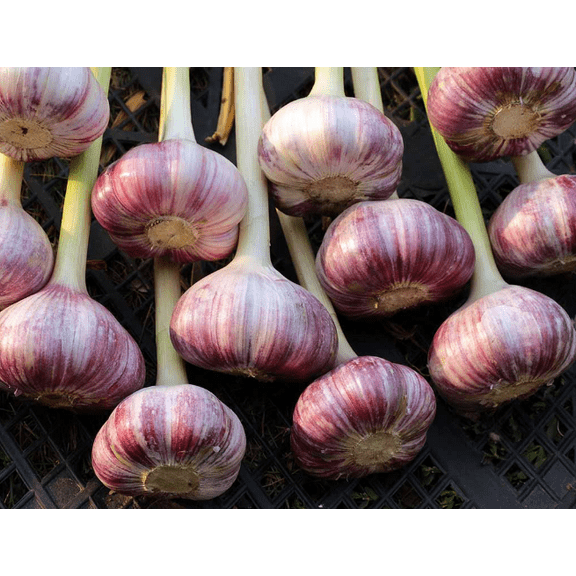 8 Bulbs Red Russian Garlic for Planting, Heirloom Garlic Bulbs for Planting Home Vegetable Garden