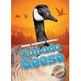 thumbnail image 1 of Canada Geese (North American Animals), 1 of 2