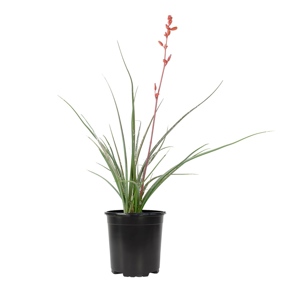 Altman Plants Red Yucca Outdoor Plant - Hesperaloe Parviflora - Perennial Succulent - 1-Gallon Pot