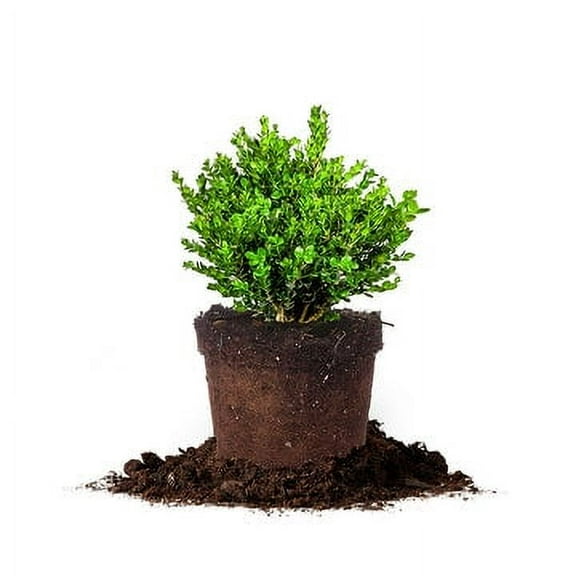 7 Gal. Wintergreen Boxwood Shrub - Evergreen - Low Maintenance