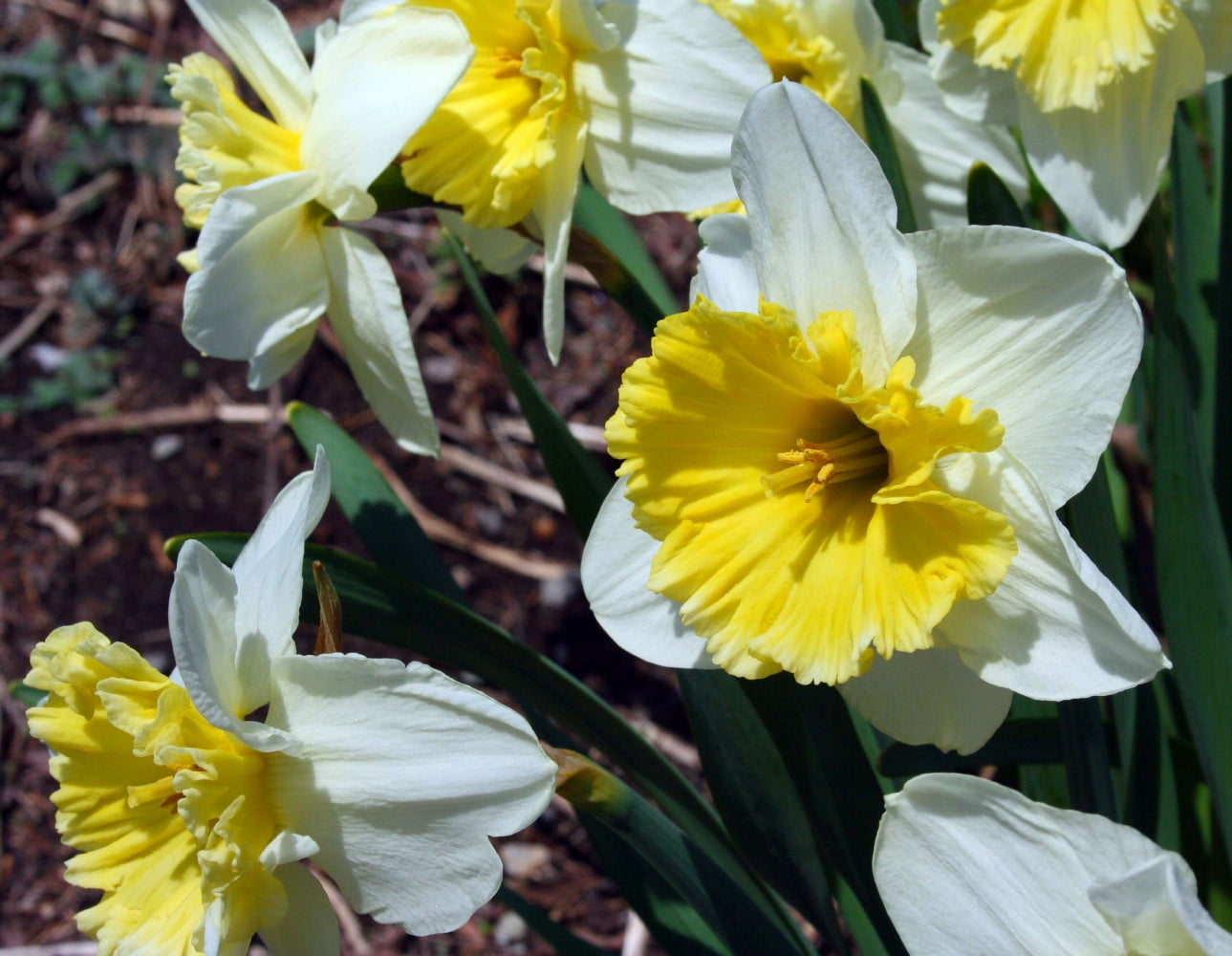 Ice Follies Daffodil 8 Bulbs DEER & RODENT RESISTANT 14/16 cm Bulbs
