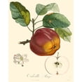 thumbnail image 2 of Bessa 26x32 White Modern Wood Framed Museum Art Print Titled - Bessa Apples, 2 of 4