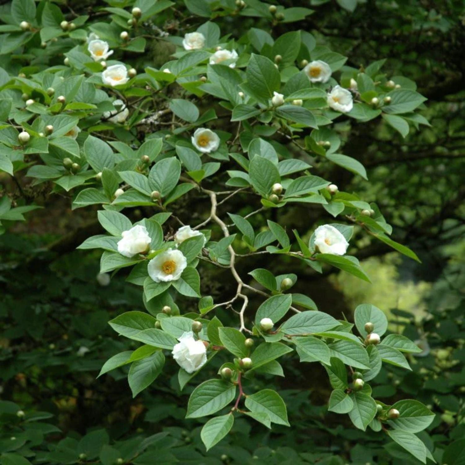 Expert Gardener 12-18" Stewartia Japanese Live Tree in 2 gal. Grower Pot