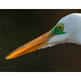 thumbnail image 2 of Richardson, Larry 18x15 Gold Ornate Wood Framed with Double Matting Museum Art Print Titled - Bright green lores identify a great egret in breeding plumage, 2 of 4
