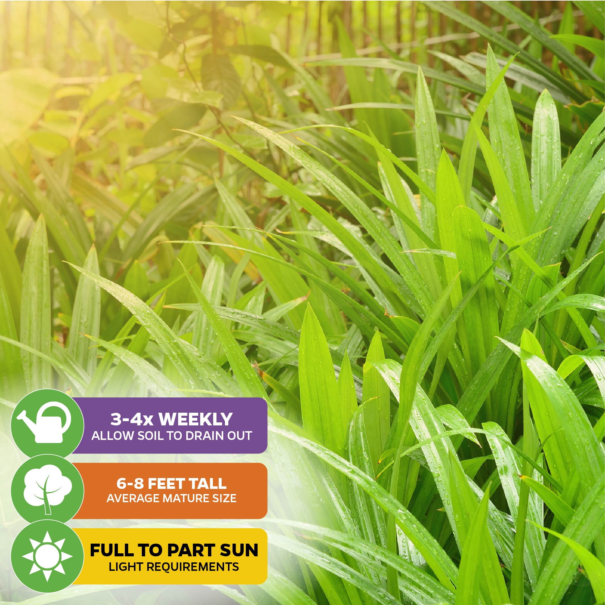 (2-Pack) Pandan Live Plant - Pandanus Amaryllifolius - Wellspring Gardens Exquisite Fragrant Herb Great for Nature Lovers, Outdoor Gardens, Vegetable Patches, and Indoor Use - Lush Green Foliage