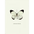 thumbnail image 2 of GraphINC 18x24 Black Ornate Wood Framed with Double Matting Museum Art Print Titled - White Butterfly, 2 of 4