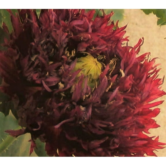 250 Seeds BLACK Swan PEONY POPPY Papaver Somniferum Dark Burgundy Double Flower Seeds