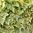 thumbnail image 6 of Ivy Plant Live Fast-growing, Potted 3-5" in Tall, Climbing Indoor Outdoor Houseplant, Easy Care Trailing Vine, Fast Growing Small Starter Plant for Home Office Décor (Golden Variegated English Ivy), 6 of 6