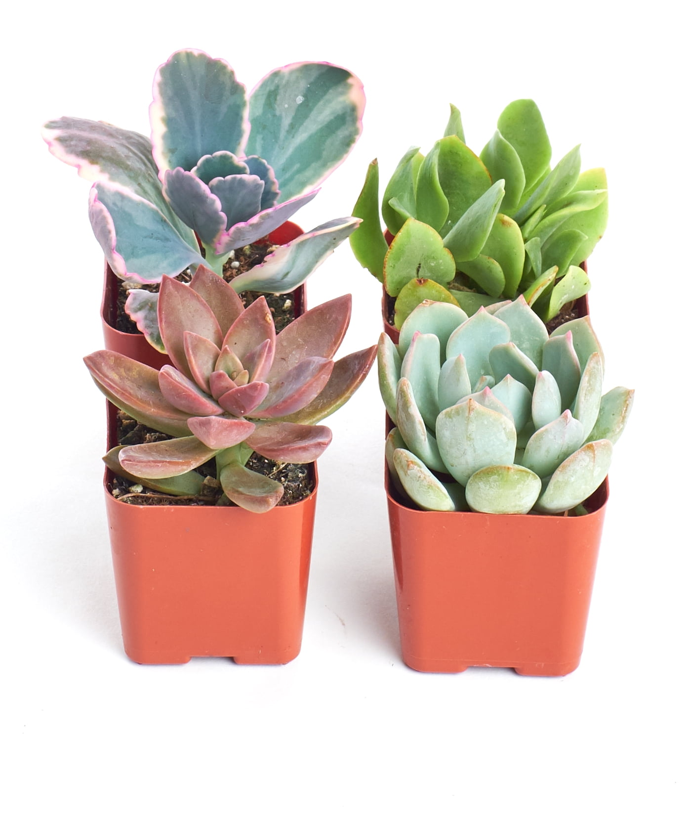 Home Botanicals Premium Pastel Succulent (Collection of 4)