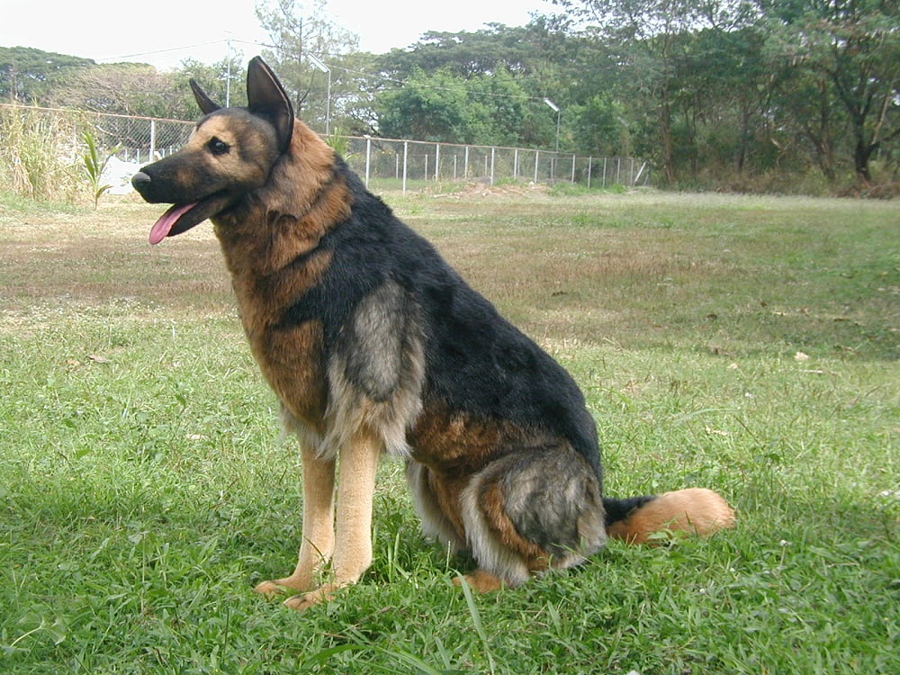 giant stuffed german shepherd