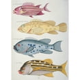 thumbnail image 2 of Colourful Illustration Of Four Fish Poster Print By Mary Evans Natural History Museum (18 X 24), 2 of 4