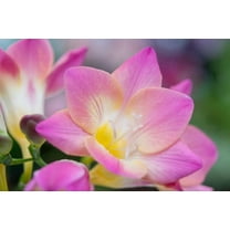 10 Freesia Flower Bulbs for Planting