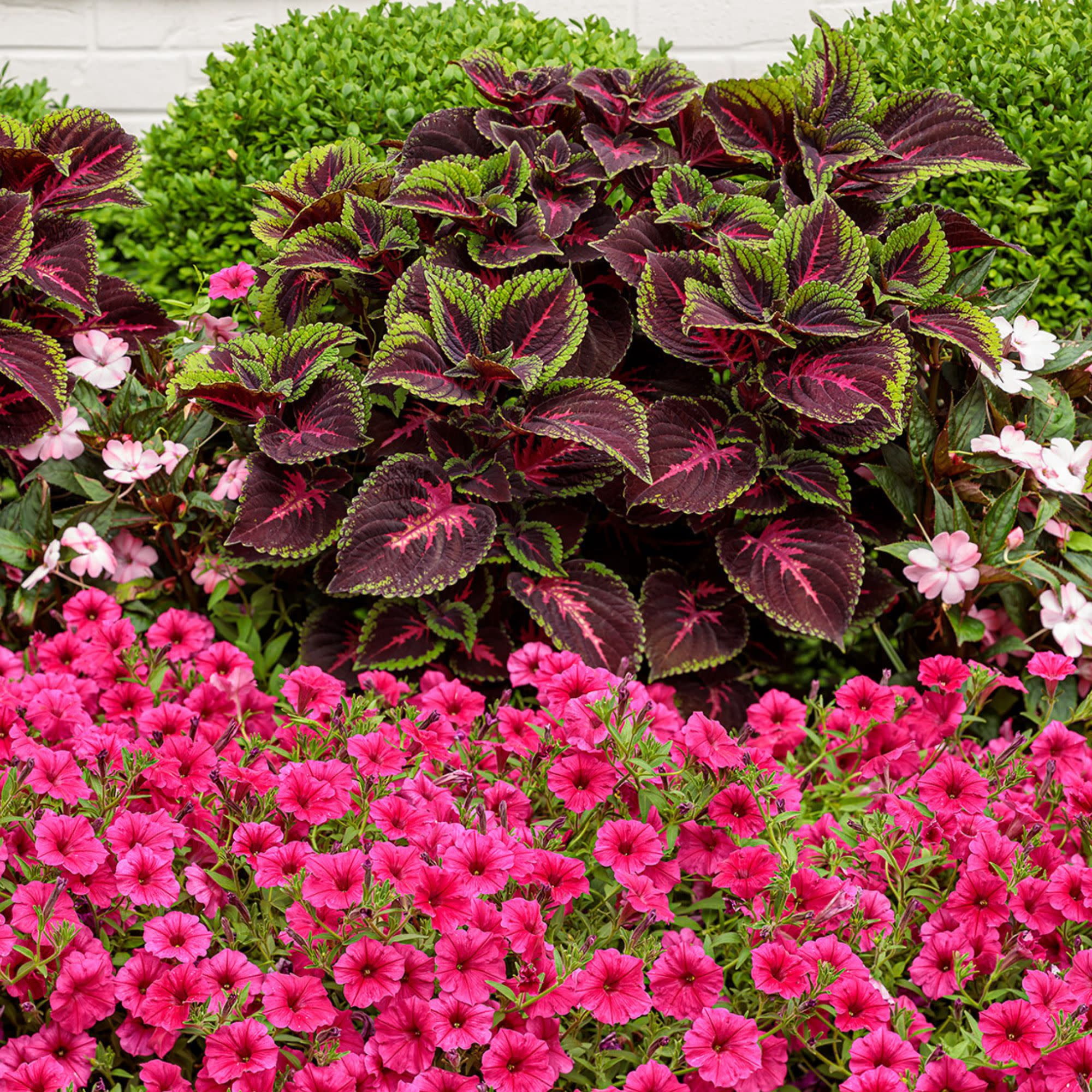 Proven Winners 4" ColorBlaze Torchlight Coleus Live Plant in 4.25" Pot (4 Count)