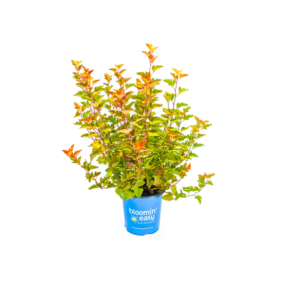 1 Gallon Savannah Sunset Ninebark