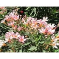 thumbnail image 3 of Oleander Petite Pink  30 Live Plants  Nerium  Compact Dwarf Evergreen Shrub, 3 of 9