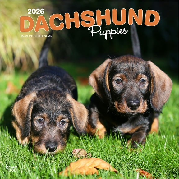 Dachshund Puppies | 2026 12x24" (Hanging) Square Wall Calendar | Plastic-Free