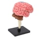 thumbnail image 5 of Modelo de Cerebro, Material Seguro de Alta Simulación Pinturida Modelo Modelo Anatómico del Cerebro Humano para la Educación, 5 of 7
