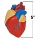 Modèle de Cœur Humain en Mousse Souple – image 2 sur 3