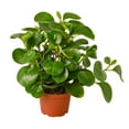 thumbnail image 6 of Peperomia Thailand | Baby Rubber Plant, 6 of 9
