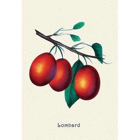 Lombard Plums Fine art canvas print (20" x 30")