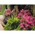 thumbnail image 6 of Encore Azalea Autumn Sangria (2 Gallon) Pink Flowering Shrub - Full Sun Live Outdoor Plant, 6 of 10