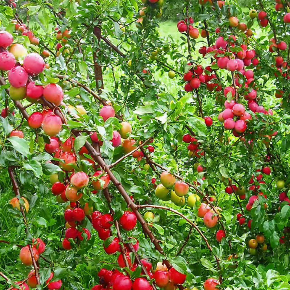 Expert Gardener 3-4 ft. tall All Red Plum Live Tree in 7- Gallon Grower Pot
