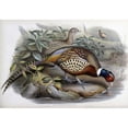 thumbnail image 2 of Glover, John 24x18 Black Modern Framed Museum Art Print Titled - Chinese Ring-Necked Pheasant, 2 of 4