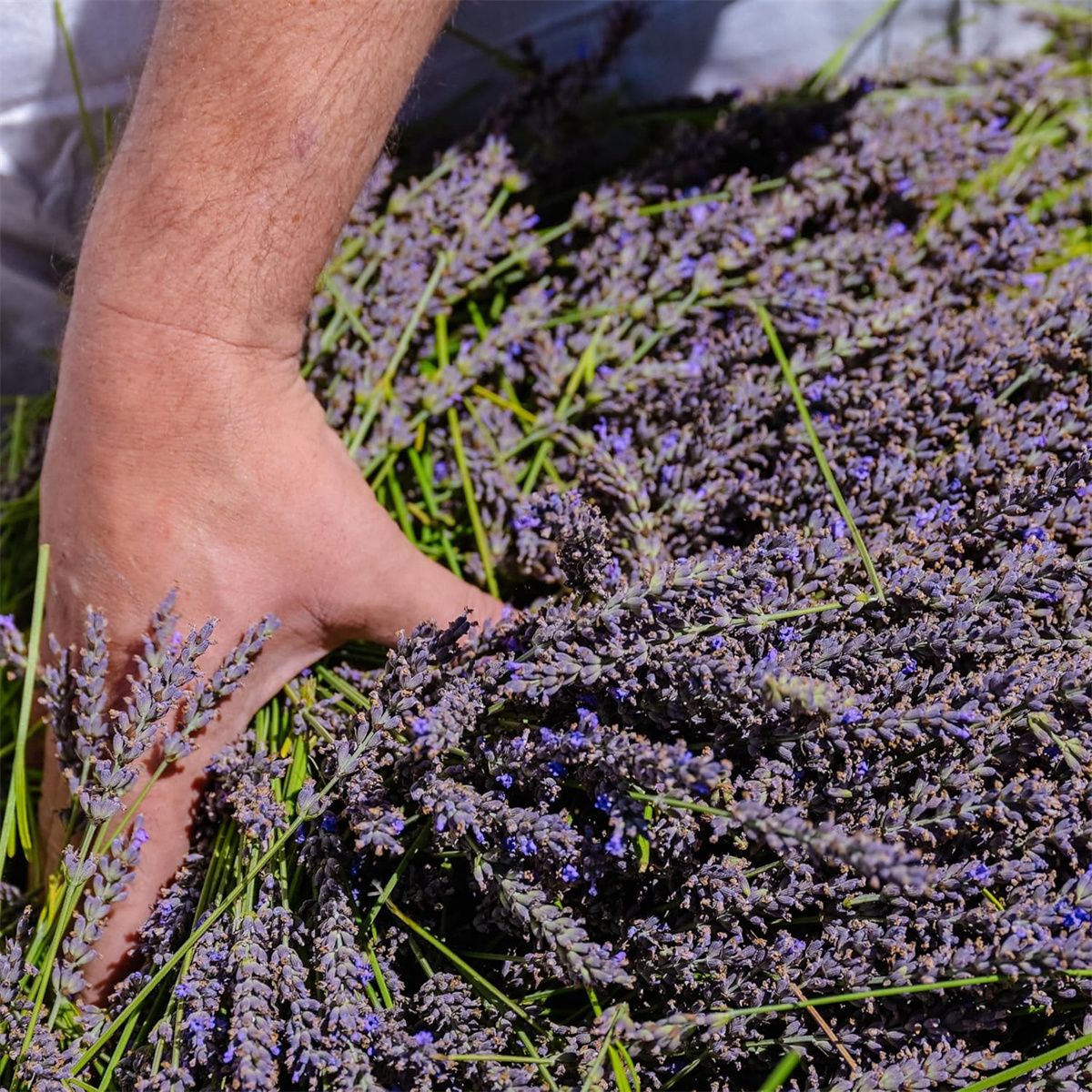Lavender Dried Flower Bud/ Natural Dried Lavender Flowers (Food Grade) | Malaysia