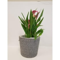Live 6" Pink Calla Lily in Gray Woven Gift Container