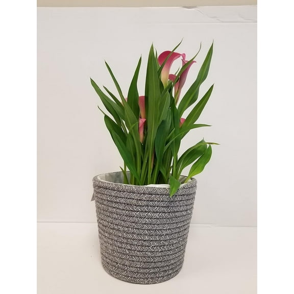 Live 6" Pink Calla Lily in Gray Woven Gift Container
