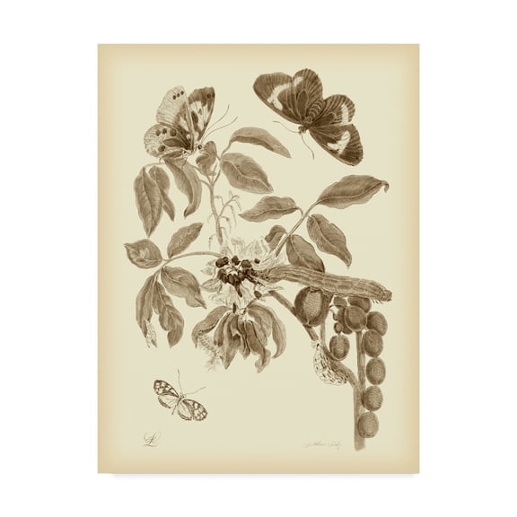 Trademark Fine Art 'Nature Study in Sepia II' Canvas Art by Maria S. Merian