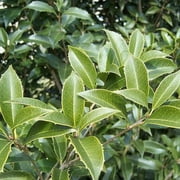 Fragrant Tea Olive Shrub 1 Extra Large 3 Gallon Plant Osmanthus Fragrans Blooming Specimen