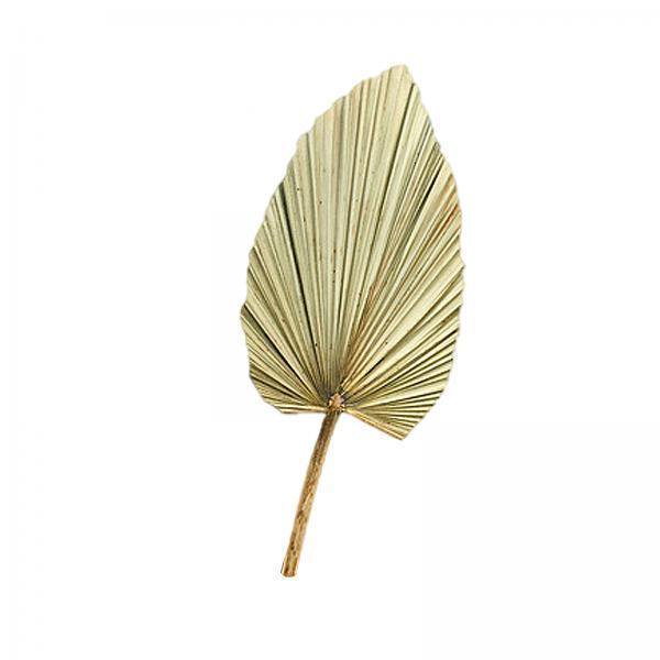 2x Hojas secas recortadas naturales, , decoración Boho para , decoración de tropical, adorno de de perfecl hoja de palma seca