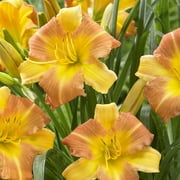 Van Zyverden Daylilies Punch Yellow Set of 3 Plant Roots Multicolor Full Sun Easy to Grow 2 lbs