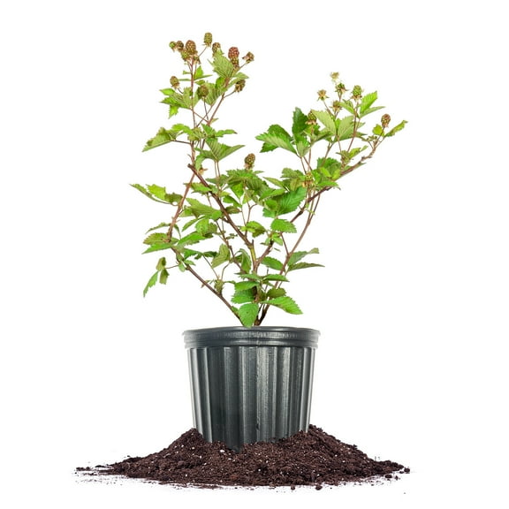 Perfect Plants Ouachita Blackberry 1 Gallon