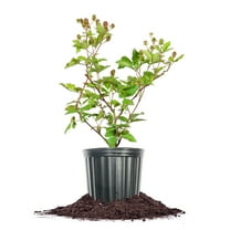 Perfect Plants Ouachita Blackberry 1 Gallon