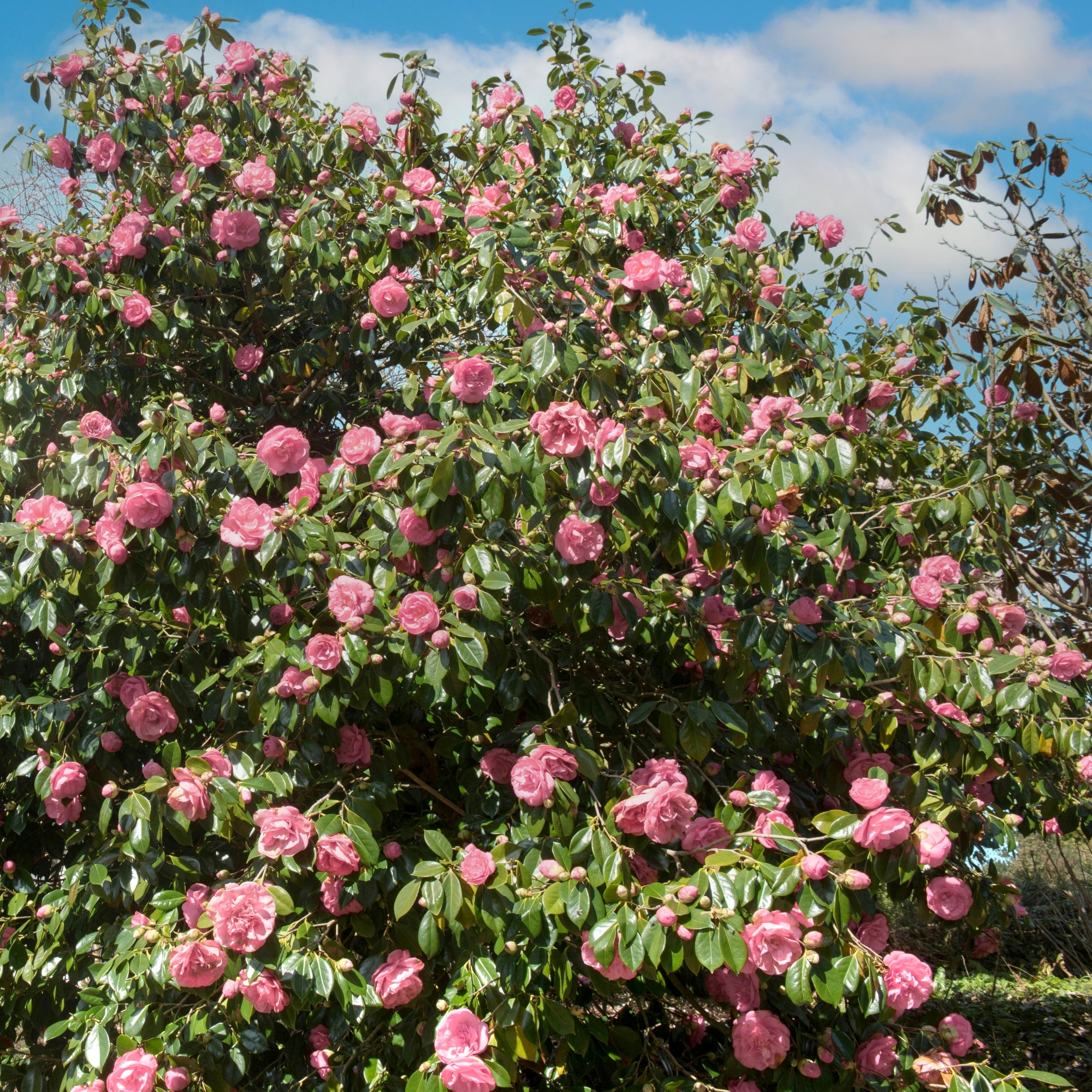 National Plant Network 1 gal High Fragrance Camellia Japonica Live Shrub with Partial Sunlight