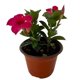thumbnail image 2 of planta coleo 5 pg, 2 of 5
