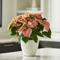 thumbnail image 6 of Better Homes & Gardens 1.25Gal Orange Poinsettia Houseplant Decorative Pot Indirect Sunlight, 6 of 6