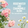 thumbnail image 2 of Aveeno Rose Water & Chamomile Blend Sulfate-Free Shampoo with Colloidal Oat for Dry & Sensitive Scalp, Gentle Cleansing Shampoo for Fine, Fragile Hair, Paraben & Dye-Free, 18 fl oz, 2 of 6