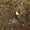 Autumn Grass, variant on segolike Ground Grass 50G for Wargame Spring