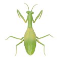 thumbnail image 4 of Electric Insect Toy, Lightweight Interesting RC Animal, Horror For Kids  Mantis Toy, 4 of 8