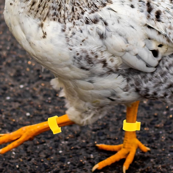 ibasenice 100Pcs Yellow Adjustable Chicken Leg Bands Lightweight Durable Poultry Identification Rings for Easy Marking