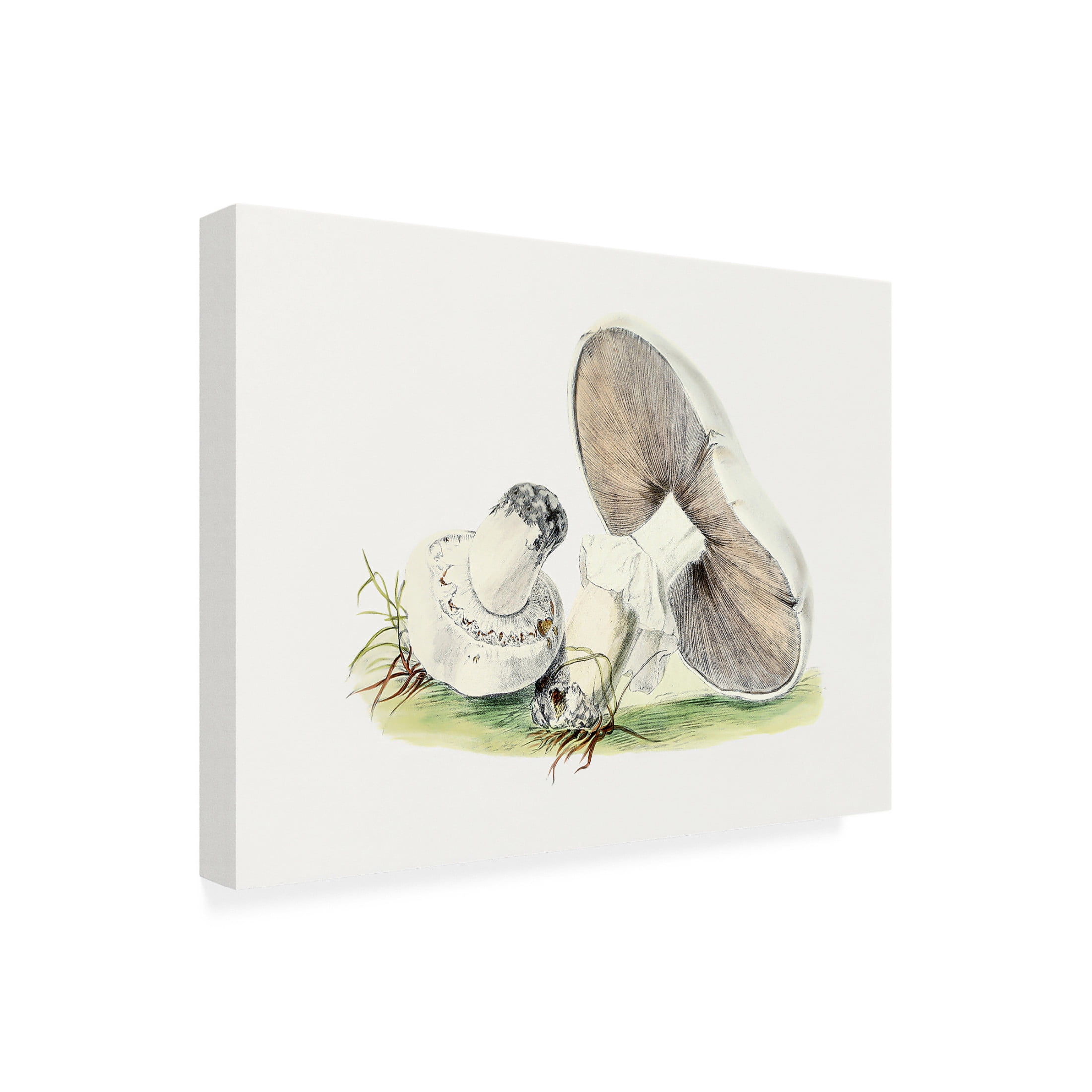 Trademark Fine Art Pictufy Hand Drawn Horse Mushroom Canvas Wall Art