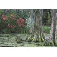 thumbnail image 2 of Flaherty, Dennis 32x23 White Modern Wood Framed Museum Art Print Titled - South Carolina, Charleston Trees and pond, 2 of 4