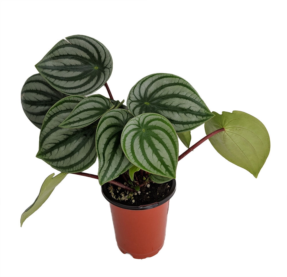 Watermelon Peperomia 4" Pot Collector's Series Easy to
