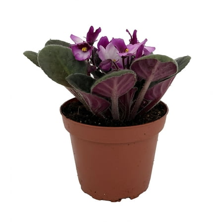 Novelty African Violet - 4" Pot - Best Blooming Plant