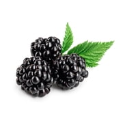 50 *Seeds BLACK RASPBERRY Rubus Leucodermis Fruit Bush Vine Seeds