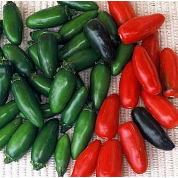 Pepper Hot Serrano Great Heirloom Vegetable by Seed Kingdom Bulk 3,000 Seeds