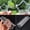 Pentagram, variant on 1pc Cucumber Shaping Mold Five Pointed Star Shape Heart-shaped Garden Vegetable Growth Forming Mould Kitchen Cooking Tools drop
